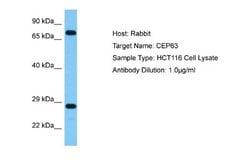 CEP63 Rabbit anti-Human, Polyclonal, Novus Biologicals 0.1 mL | Buy Online | Novus Biologicals | Fisher Scientific